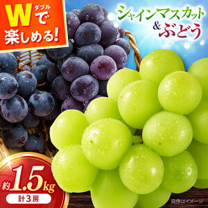 yӂ邳Ɣ[Łzy2026N8{菇\zVC}XJbg E Ԃǂ Zbg 3[ 1.5kg / s\ VC}XJbg }XJbg ܂ uhE Ԃǂ  t[c 