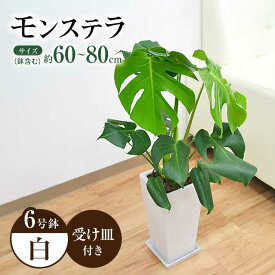 【ふるさと納税】観葉植物 モンステラ スクエア 陶器鉢植え 6号×1個 / モンステラ 鉢植え 陶器鉢 室内 観葉植物 インテリア おしゃれ プレゼント / 大村市 /琴花園[ACYK001]