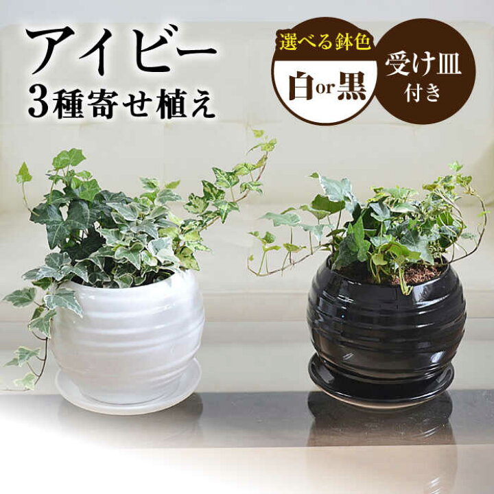 楽天市場】【ふるさと納税】観葉植物 アイビー ヘデラ 3種 寄せ植え 