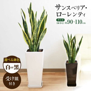 【ふるさと納税】観葉植物 サンスベリア・ローレンティ ロングスクエア 陶器鉢植え(白) BIGサイズ インテリア / サンスベリア 鉢植え 観葉 植物 インテリア おしゃれ プレゼント / 大村市 /