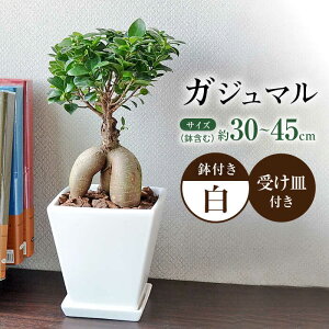 yӂ邳Ɣ[ŁzϗtA KW} K̖ zCgXNGA 픫 / KW} A ϗt A CeA  v[g / 呺s /Չԉ[ACYK018]