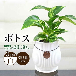 yӂ邳Ɣ[ŁzϗtA |gX픫 o[eBJC ^Ot 3/ |gX ۂƂ ϗt A CeA  v[g/呺s/Չԉ[ACYK040]