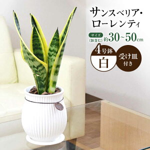 yӂ邳Ɣ[ŁzϗtA TXxA [eB o[eBJC ^Ot 4 zCg/TXxA A ϗt A CeA  v[g/呺s/Չԉ[ACYK043]