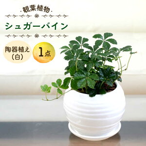 yӂ邳Ɣ[Łzy11`5zVK[oC A () / VK[oC オ[΂  ϗtA A A ӏܗp S CeA  ݂艺 / 呺s / AgE