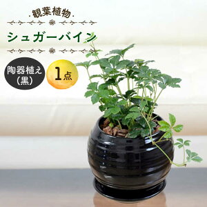 yӂ邳Ɣ[Łzy11`5zVK[oC A () / VK[oC オ[΂  ϗtA A A ӏܗp S CeA  ݂艺 / 呺s / AgE