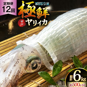 yӂ邳Ɣ[ŁzCJ hg ɑN CJ v6.0kgi500g×12j 12  [C 茧 ˎs hr42bgy400086] ܂ CJ VN CN  uԗⓀ Ⓚ RR  Ⓚ  ^