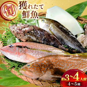 yӂ邳Ɣ[ŁzN lߍ킹 {̊lꂽđN 4 ` 5 [ЂǐVNs 茧 ˎs hr42bgy400123] Ⓚ Ⓚ  NZbg Nlߍ킹 CN   VN  