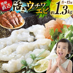 yӂ邳Ɣ[Łz 킦 Gr CV CN E`Gr 8`13 1.3kg [Ђ΂ 茧 ˎs hr42bgy420032]  CY  hg hg VN Y 