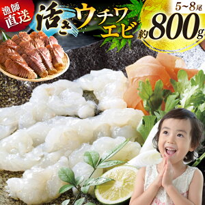 yӂ邳Ɣ[Łz 킦 Gr CV CN E`Gr 5`8(800g) [Ђ΂ 茧 ˎs hr42bgy420056]  CY  hg hg VN Y 
