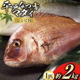 【ふるさと納税】タイ 刺身 平戸なつ香 鯛 丸々 1匹 約2kg [（株）坂野水産 長崎県 平戸市 hr42bgy420108] 魚介 さかな 刺身用 さしみ 冷蔵 おかず フルーツ魚 夏香 鮮魚 海鮮 海鮮鍋 海鮮丼 下処理済 レシピ付き 鍋 tai 煮付け あら炊き