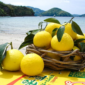 【ふるさと納税】果物 オレンジ 平戸 夏香 3kg (16〜25個) 2L 〜 M サイズ [善果園 長崎県 平戸市 hr42bgy420155] みかん ミカン くだもの 柑橘 フルーツ