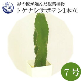 【ふるさと納税】緑の匠が選んだ観葉植物 素敵な空間づくりに トゲナシサボテン 1本立 7号【B6-006】 サボテン トゲナシサボテン 観葉植物 緑 空間づくり インテリア おしゃれ