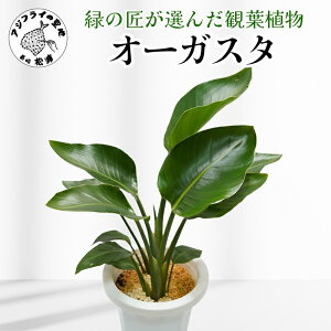 yӂ邳Ɣ[Łz΂̏I񂾊ϗtA fGȋԂÂ I[KX^ yC2-044z I[KX^ ϗtA CeA A Vzj 蕨 JXj zj 