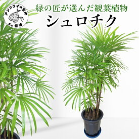 【ふるさと納税】＼お中元熨斗対応／緑の匠が選んだ観葉植物 素敵な空間づくりに シュロチク【E7-003】 シュロチク 観葉植物 インテリア 植物 新築祝い 贈り物 開店祝い 引っ越し祝い 送料無料