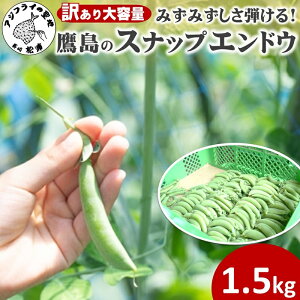 【ふるさと納税】訳あり大容量!みずみずしさ弾ける!鷹島のスナップエンドウ 1.5kg ( 訳アリ えんどう エンドウ 豆 旬の野菜 野菜 新鮮 朝摘み )【B0-246】