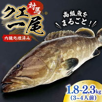 楽天市場】クエ 1匹の通販