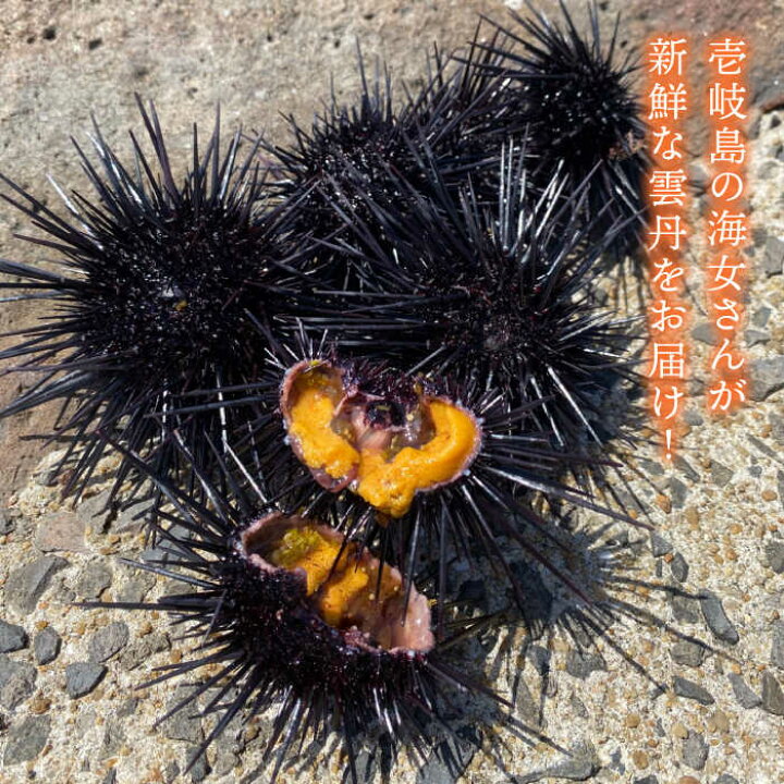 楽天市場 ふるさと納税 紫ウニ 1g 壱岐の海ごはん 生 紫うに 60g2本入り 壱岐市 メイリ キッチン Jbd005 長崎県壱岐市