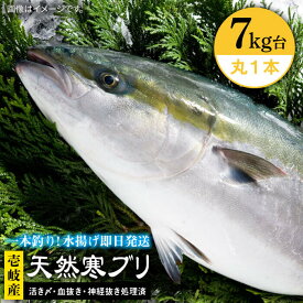 【ふるさと納税】壱岐島産 天然寒ブリ（ 選べる ！ 4〜14キロ台 / 丸もの ） 《壱岐市》【壱岐島　玄海屋】[JBS003] ぶり 寒ぶり ブリ 魚 刺身 しゃぶしゃぶ ぶりしゃぶ 天然 処理済 丸もの 冷蔵配 送