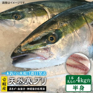 ぶり 1本 魚の人気商品 通販 価格比較 価格 Com
