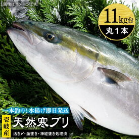 【ふるさと納税】壱岐島産天然寒ブリ（11キロ台・丸もの） 《壱岐市》【壱岐島　玄海屋】[JBS029] ぶり 寒ぶり ブリ 魚 刺身 しゃぶしゃぶ 138000 138000円 のし プレゼント ギフト 冷蔵配送