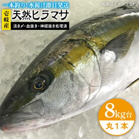 【ふるさと納税】壱岐島産天然ヒラマサ（8キロ台・丸もの） 《壱岐市》【壱岐島　玄海屋】[JBS073] ヒラマサ 魚 刺身 煮物 カルパッチョ お寿司 110000 110000円 11万円 のし プレゼント ギフト 冷蔵配送