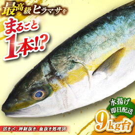 【ふるさと納税】壱岐島産天然ヒラマサ（9キロ台・丸もの） 《壱岐市》【壱岐島　玄海屋】[JBS074] ヒラマサ 魚 刺身 煮物 カルパッチョ お寿司 120000 120000円 12万円 のし プレゼント ギフト 冷蔵配送