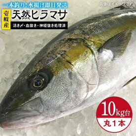 【ふるさと納税】壱岐島産天然ヒラマサ（10キロ台・丸もの） 《壱岐市》【壱岐島　玄海屋】[JBS075] ヒラマサ 魚 刺身 煮物 カルパッチョ お寿司 180000 180000円 18万円 のし プレゼント ギフト 冷蔵配送