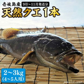 【ふるさと納税】【先行予約】天然クエ 丸もの 2〜3kg（鍋・刺身：約4〜5人前）【2026年9月〜11月限定】《壱岐市》【丸和水産】[JCJ010] クエ くえ 海鮮 鮮魚 魚介 刺身 刺し身 お刺身 クエ鍋 くえ鍋 鍋