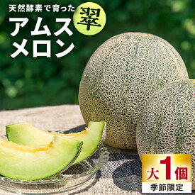 【ふるさと納税】【先行予約】【贈答用】 アムスメロン「翠」 大1個 【2026年6月中旬以降順次発送】《壱岐市》【フレッシュメイト壱岐】[JAZ007] メロン めろん 大 アムスメロン 果物 くだもの 果実 フルーツ デザート ギフト 贈答 プレゼント 8000 8000円