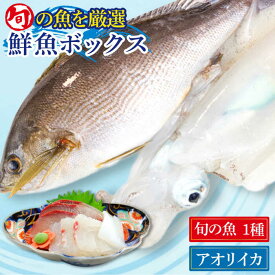 【ふるさと納税】金澤仕立て鮮魚ボックス（旬の魚1種・アオリイカ300g前後1杯）五島市/金沢鮮魚 [PEP001]