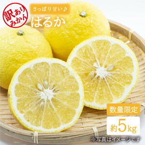 yӂ邳Ɣ[Łzy3{菇z 󂠂 ͂邩 5kg ʎ [CEL004] ~J  ʕ t[c k fU[g Ö ʏ`  yY v[g Â ݂