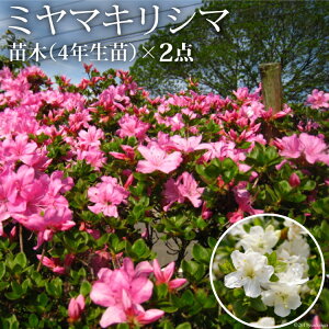 yӂ邳Ɣ[Łz ~}LV} _ccW c × 2_ [~}K[f 茧 _s item1752]  ccW c 