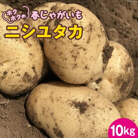 【ふるさと納税】【先行受付】ホクホクの 春じゃがいも 「 ニシユタカ 」10kg [Taji Farming 長崎県 雲仙市 item0609] 野菜 じゃがいも 春じゃが 10キロ 期間限定 数量限定