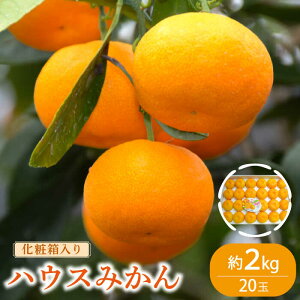 yӂ邳Ɣ[Łzy2026N6{`znEX ݂ 2kg / ݂ ~J  ʕ t[c p ϔ / 쓇s / __Ƌg 암Z^[ [SAC003]