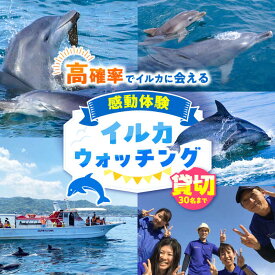 【ふるさと納税】南島原 貸切 イルカウォッチング / チケット ちけっと 体験型 観光チケット いるか イルカ 体験 貸し切り / 南島原市 / 南島原イルカウォッチング[SAE007]