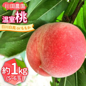 yӂ邳Ɣ[Łzy2026N6`zǂ炪͂͂y݁I 1kg / 씒P or  /   t[c ʕ / 쓇s / c_ [SAP002]