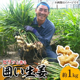 【ふるさと納税】【2026年1月末〜順次発送】囲い生姜 約 1kg / ショウガ 南島原市 / ふくはちファーム / 福島農園 [SBS009]