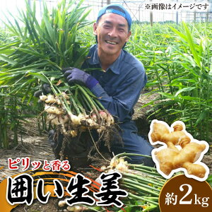 yӂ邳Ɣ[Łzy2025N1`z͂I  2kg / VEK 傤 I / 쓇s / ӂ͂t@[ [SBS010]