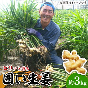 yӂ邳Ɣ[Łzy2025N1`z͂I  3kg / VEK 쓇s / ӂ͂t@[/_ [SBS011]