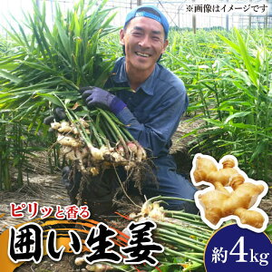 yӂ邳Ɣ[Łzy2025N1`z͂I  4kg / VEK 쓇s / ӂ͂t@[/_ [SBS012]