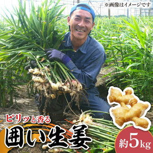 yӂ邳Ɣ[Łzy2025N1`z͂I  5kg / VEK 쓇s / ӂ͂t@[/_ [SBS013]