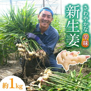 yӂ邳Ɣ[Łzy2025N8`z VI 1kg / VEK 傤 I / 쓇s / ӂ͂t@[/_ [SBS015]
