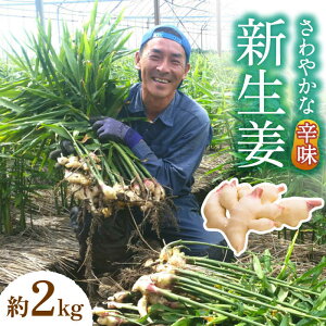 yӂ邳Ɣ[Łzy2025N8`z VI 2kg / VEK 傤 I / 쓇s / ӂ͂t@[ [SBS016]