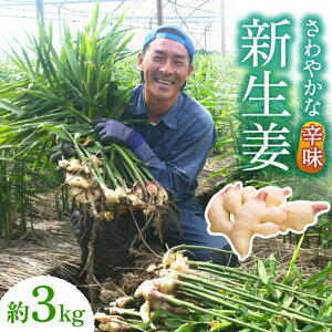 yӂ邳Ɣ[Łzy2026N8`zVI 3kg / VEK 傤 I / 쓇s / ӂ͂t@[/_ [SBS017]