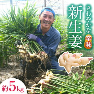 yӂ邳Ɣ[Łzy2025N8`zVI 5kg / VEK 傤 I / 쓇s / ӂ͂t@[ / _ [SBS019]