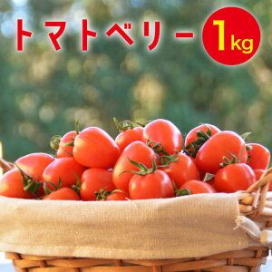 yӂ邳Ɣ[Łzy2025N12`zg}gx[ 1kg / ~jg}g g}g g}gx[ Ƃ܂  T_ v`g}g  Yn \ 1kg  / 쓇s / 茧_Yiʍ
