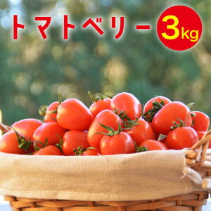 yӂ邳Ɣ[Łzy2025N12`zg}gx[ 3kg / ~jg}g g}g g}gx[ Ƃ܂  T_ v`g}g  Yn \ 3kg  / 쓇s / 茧_Yiʍ