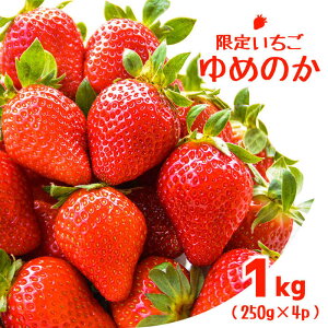 yӂ邳Ɣ[Łzy2026N1`zy肢z ߂̂ 1kgi250g×4pj/  C`S  t[c ʕ  / 쓇s / 茧_Yiʍ [SCB040]