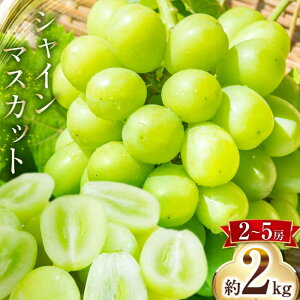 yӂ邳Ɣ[Łzy2026N8{`zVC}XJbg 2kgi2`5[j/ }XJbg VC}XJbg ܂ Ԃǂ  uhE t[c ʕ / 쓇s / 茧_Yi