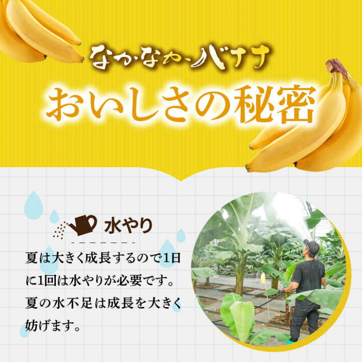 楽天市場】【ふるさと納税】【皮ごと食べられる！】なかなかバナナ 5本 
